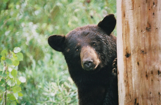 3 Tips to "Keeping the Bears Away" & Getting Back On Track